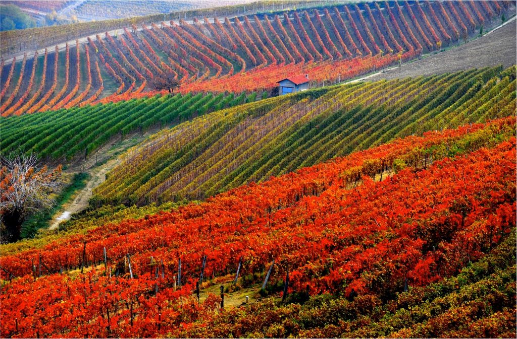 21 Best Summer Destinations in Italy 3 Langhe e Roero Piedmont Italy