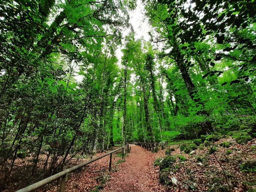 Umbra Forest, Italy